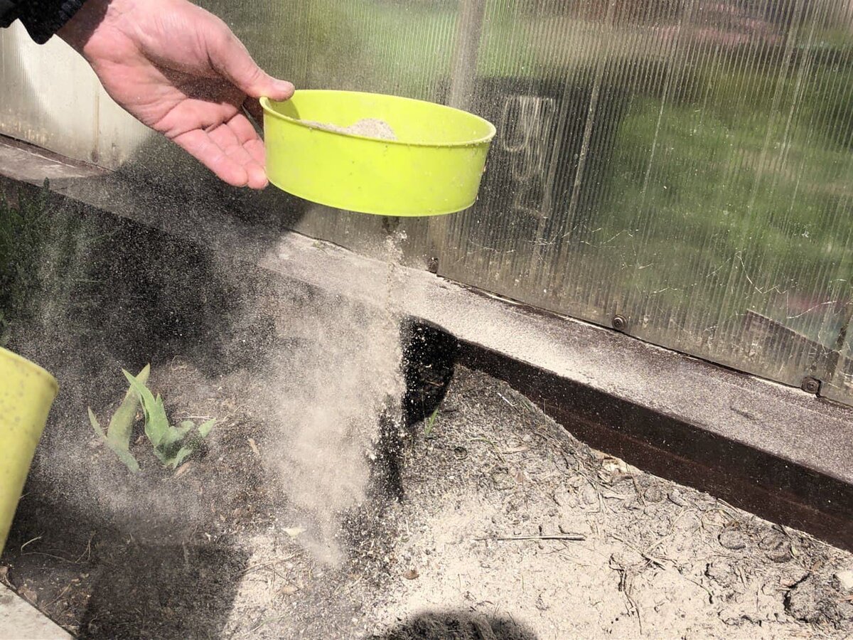 Вносить суим способом лучше в безветренную погоду