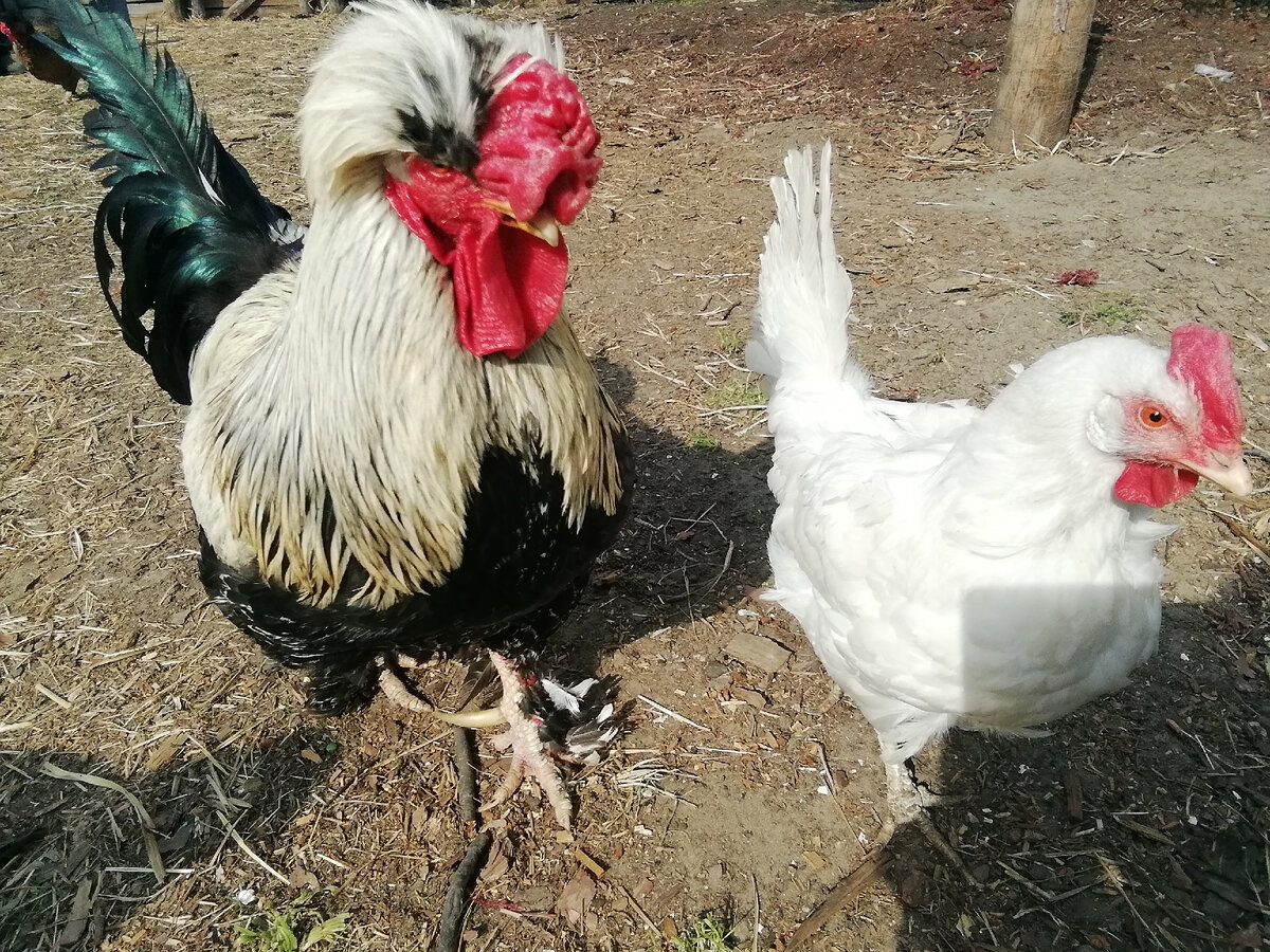 Петро и Фабричная. 