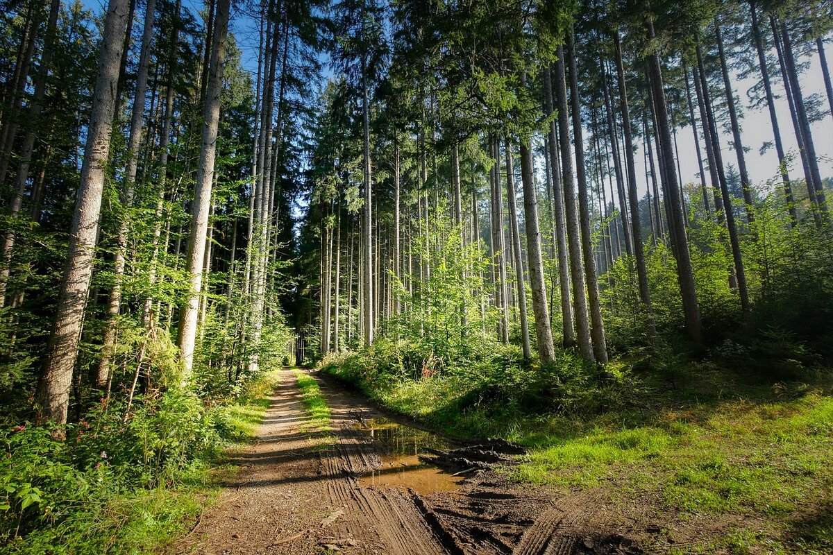 Дорога в лесу после дождя, фото https://pixabay.com/ru/