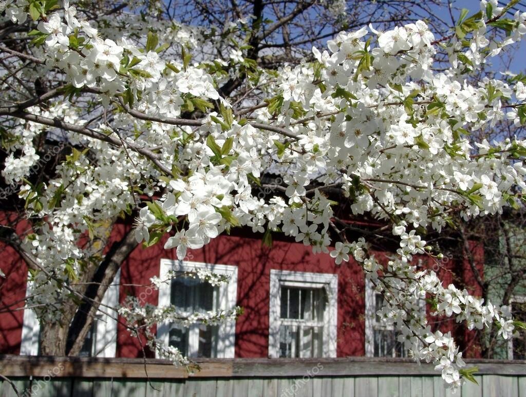 Что случилось с вишневым садом. Вишневый сад дом. Дом в цветущем саду фото. Вишневый сад Ялта. Бабушкин дом вишня цветет.