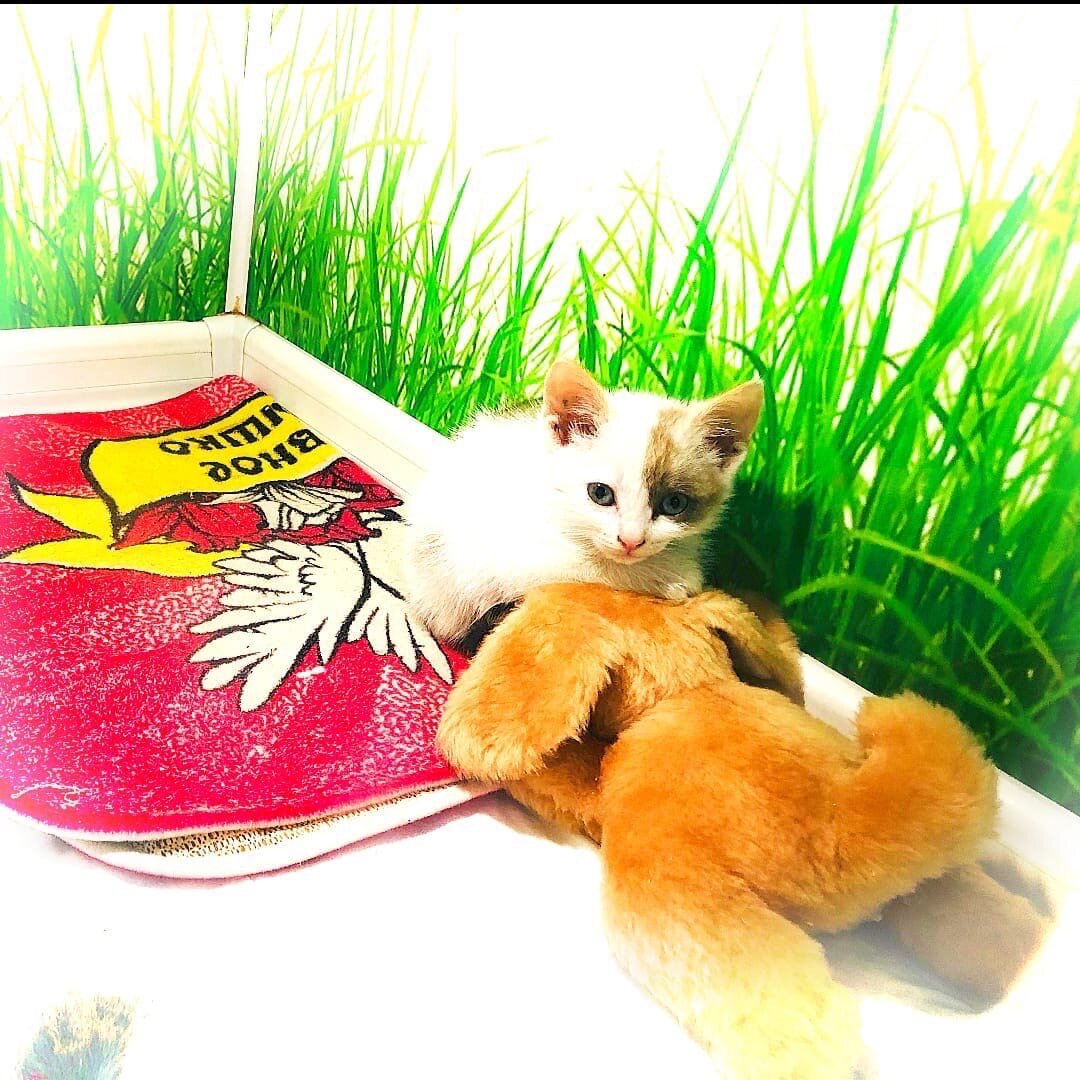 Приют для бездомных животных Омские хвостики