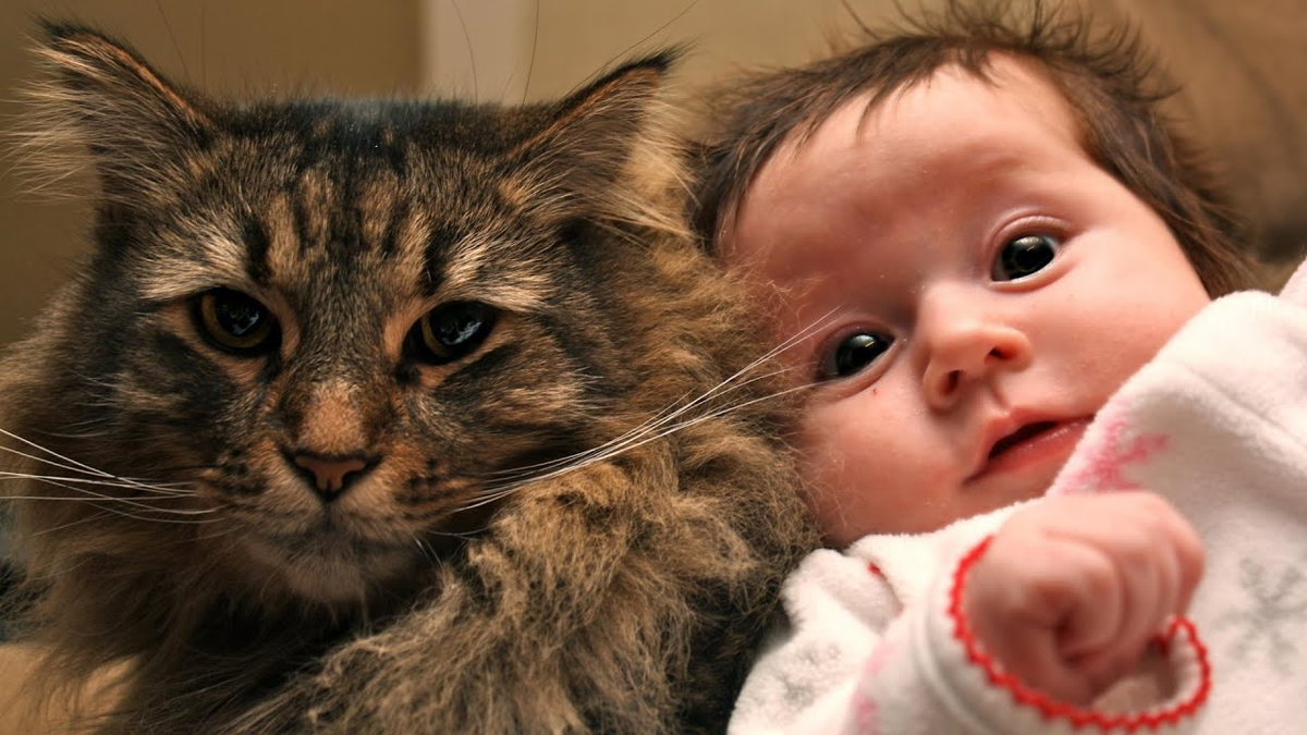 Включи малышам котиков. Кошка для детей. Коты и малыши. Котёнок-ребёнок. Кот малыш.