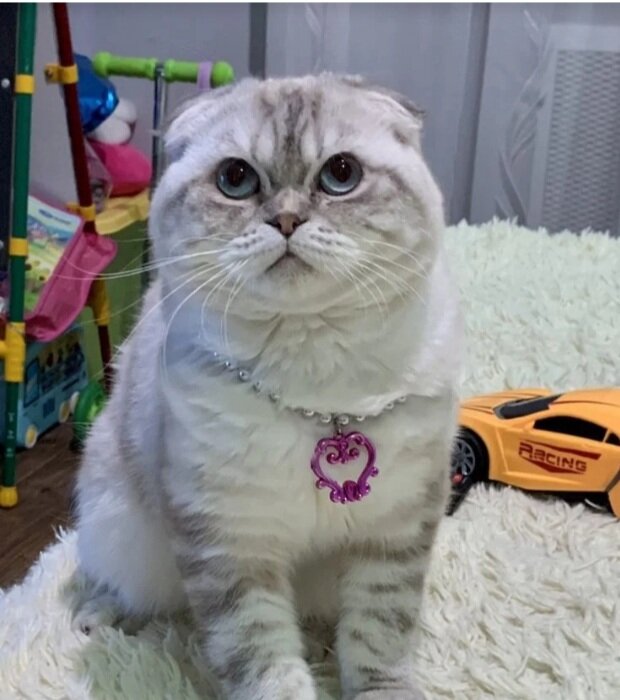 Взрослый вислоухий кот