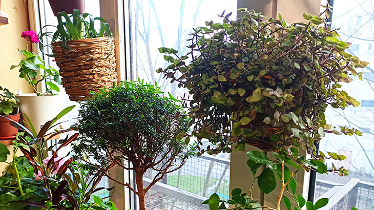 Мирт наращивает "шевелюру" - фото автора