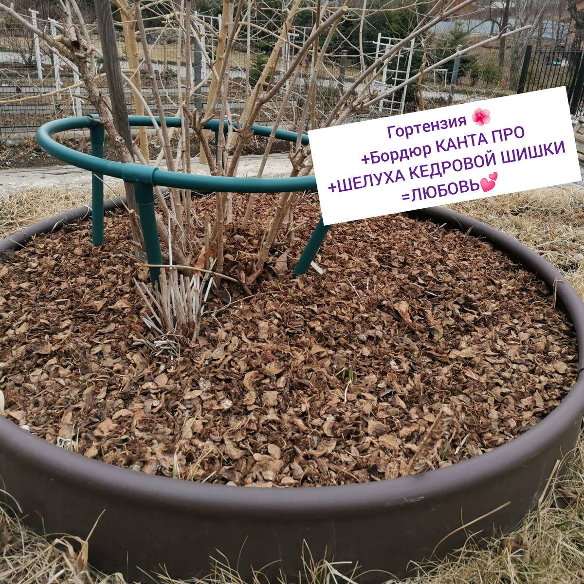 Идеальный вариант посадки гортензии 