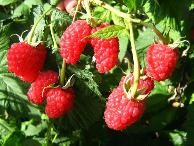 Что нужно сделать в малиннике, чтобы ягод было много