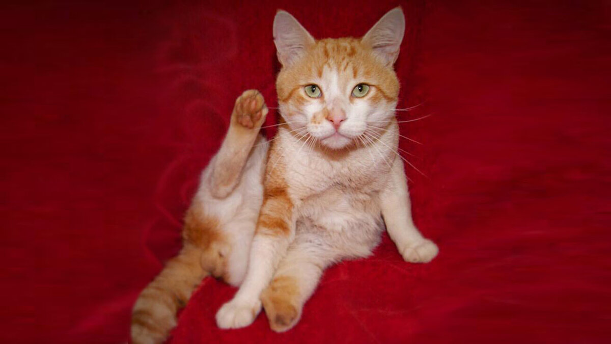 Фото из архива котокафе «Котя Мотя»
