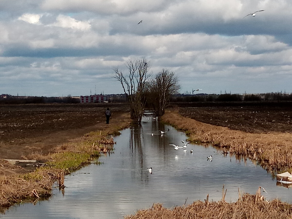 Поля поселка Бугры