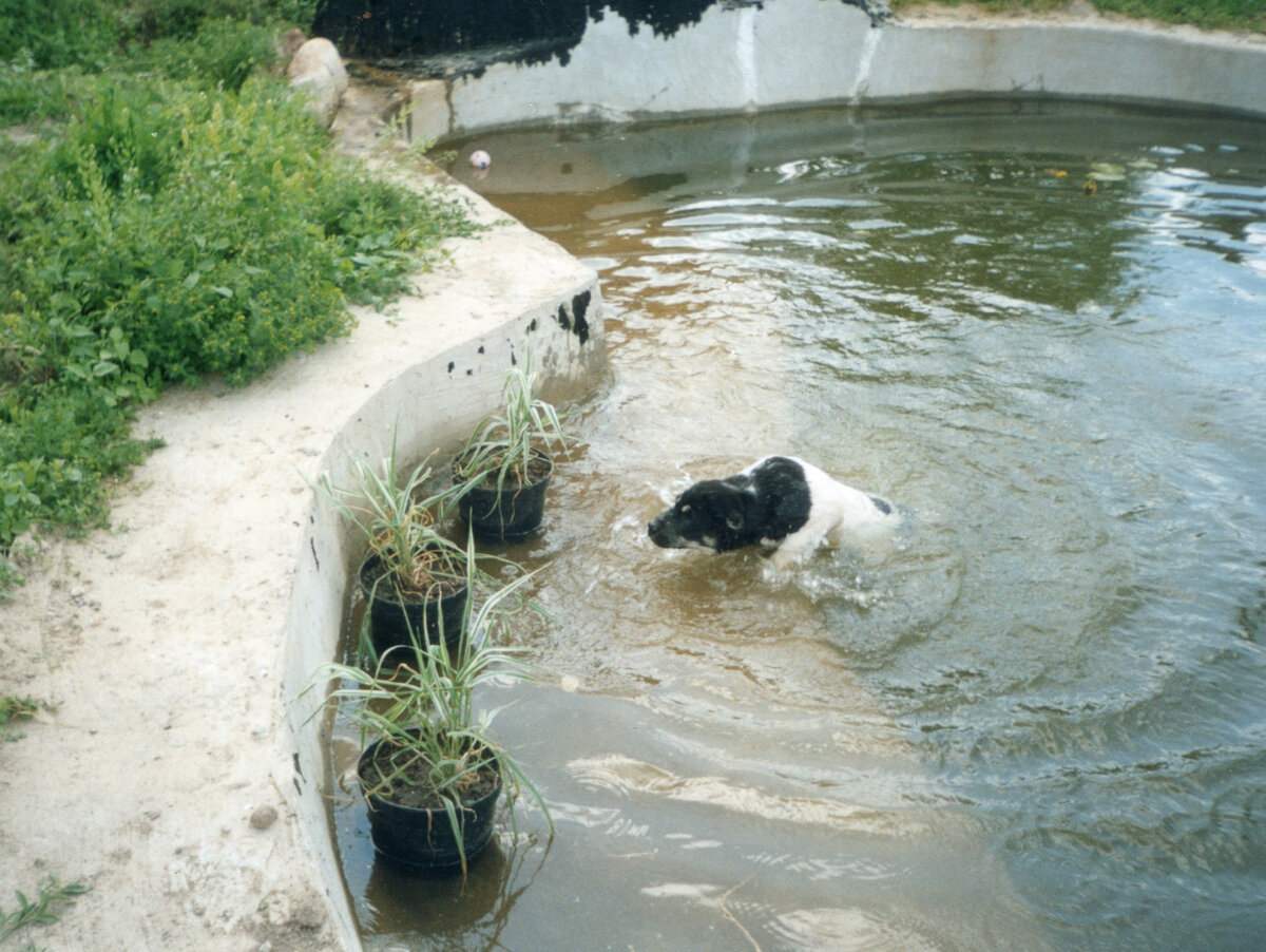 Первые обитатели в пруду появляются быстро