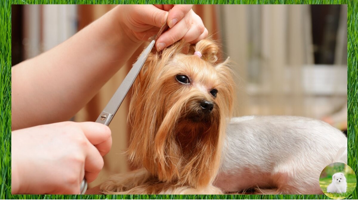 Груминг собаки