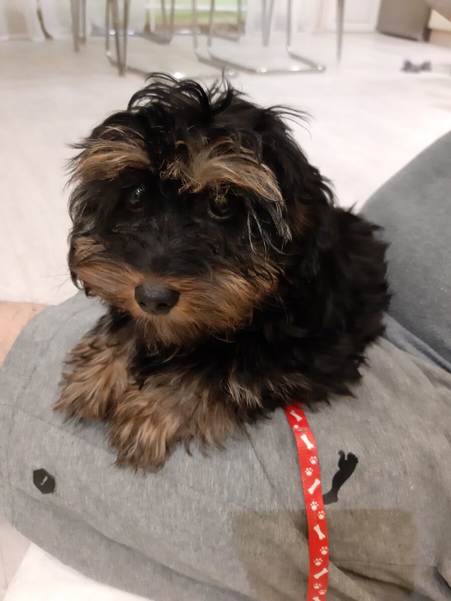 Для краткости стали называть нашу собачку Мулей.