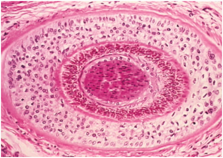 Волос кудрявых в срезе. Овальная форма.
