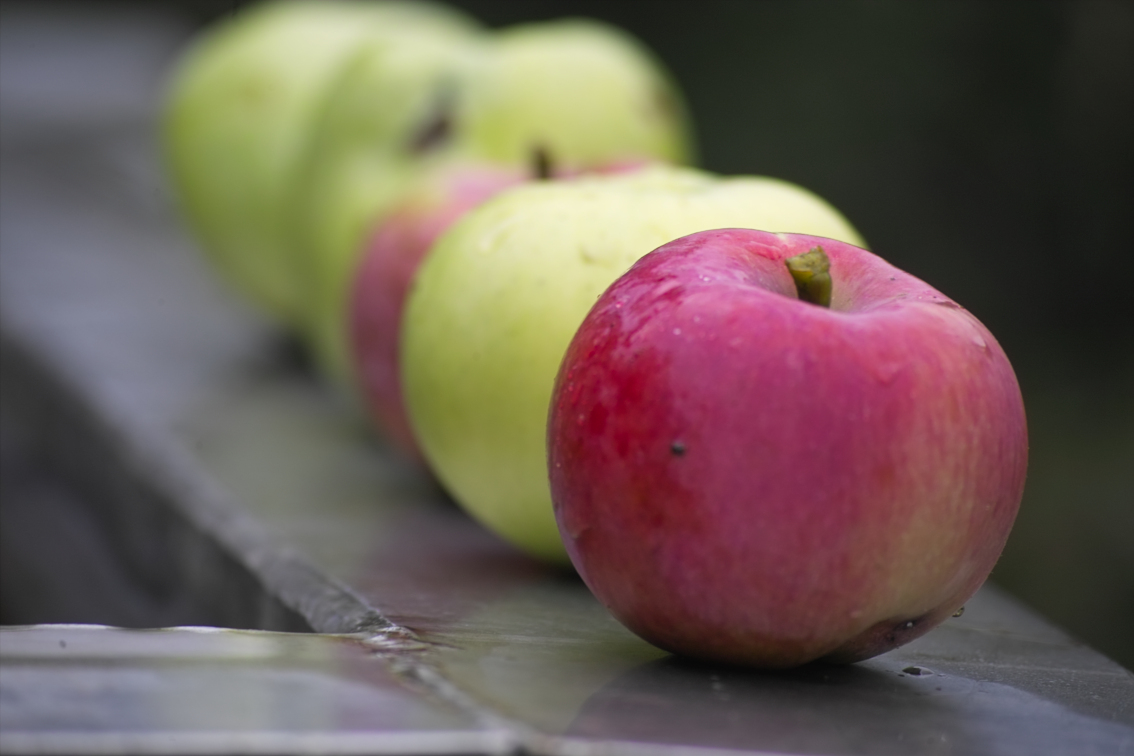 Фото автора. Sigma 55-200/3.5-5.6 DC