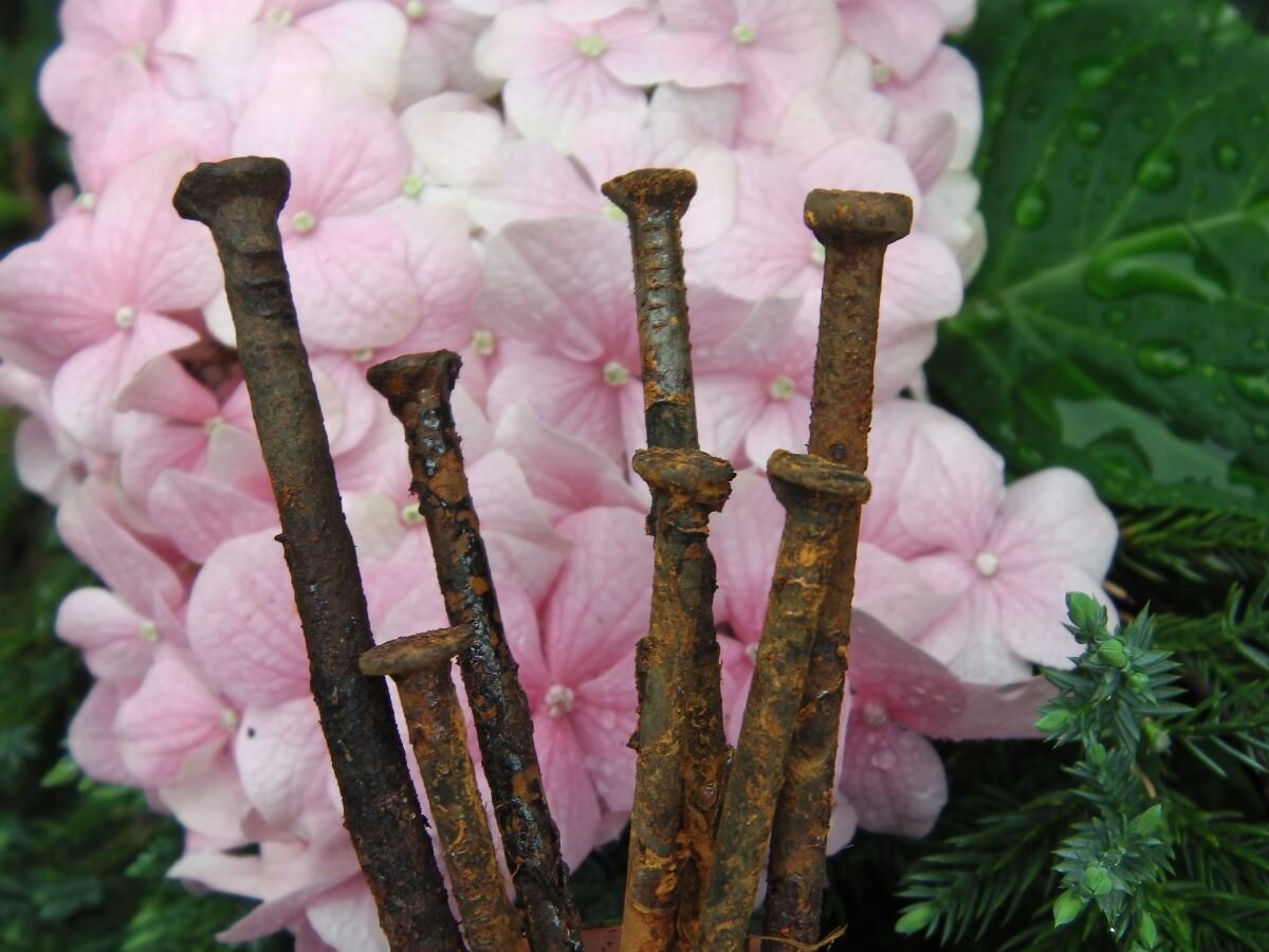 Ржавые гвозди для гортензий. Фото автора