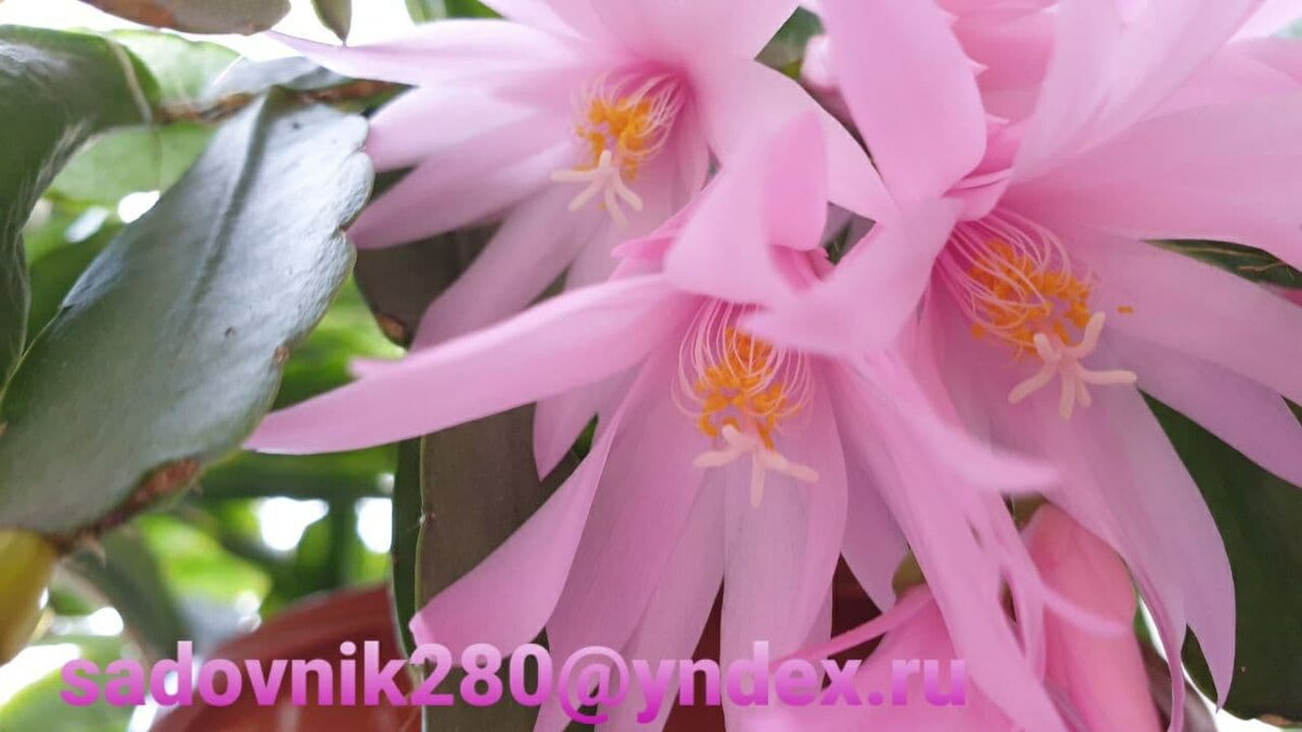 Фото автора Алесад.