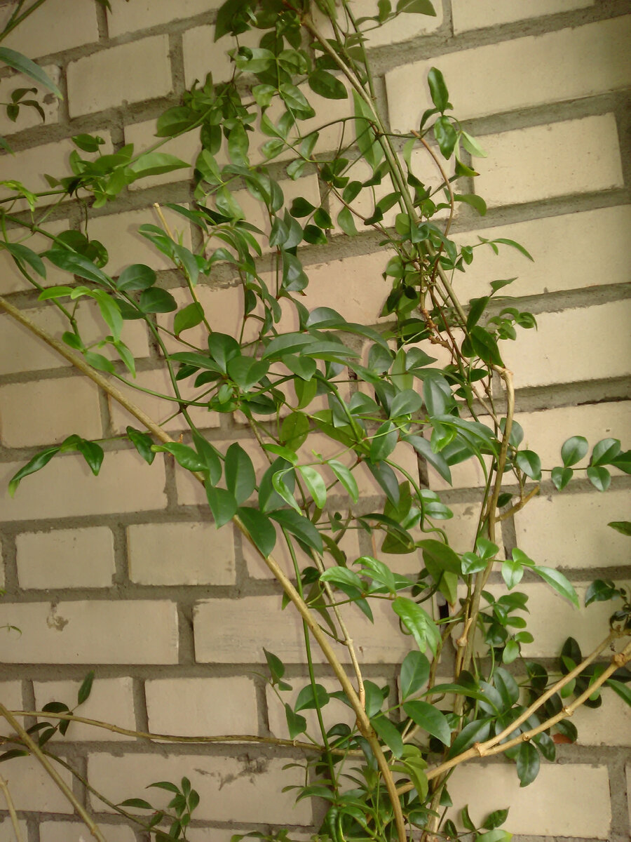 Пандорея. Листочки поближе. 