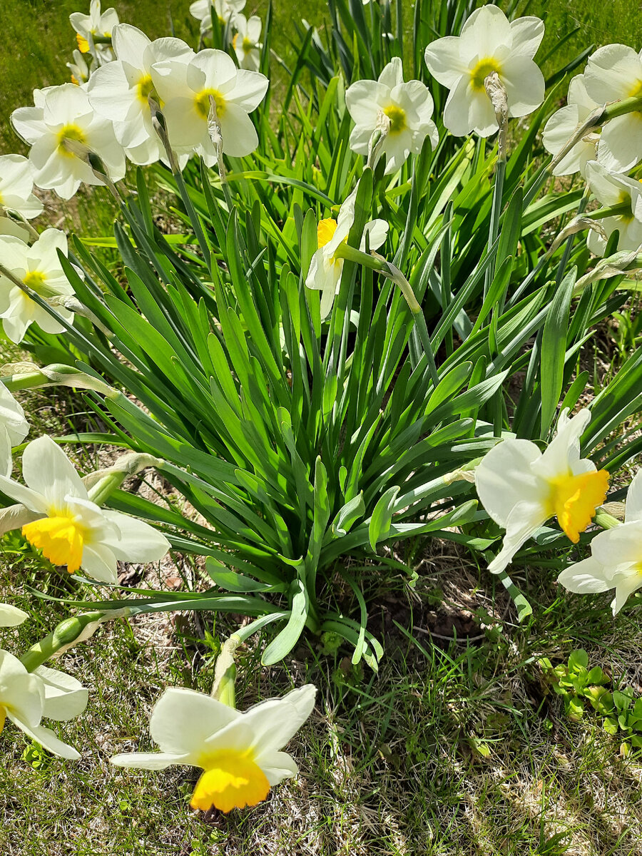 нарциссы