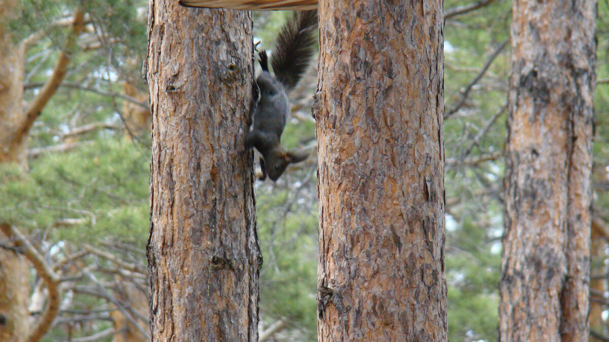 Одинаково быстро бегает и вверх и вниз.