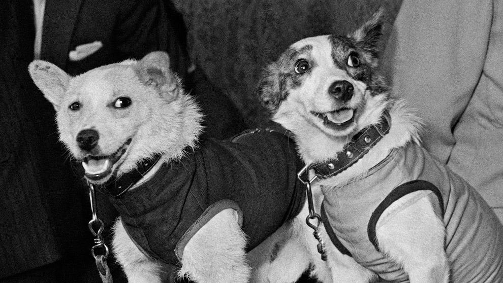 Training, puppies and care. How Belka and Strelka lived before and after the fli