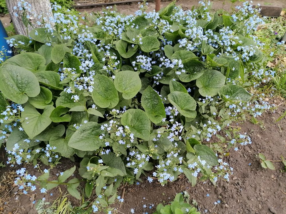 Бруннера, фото автора