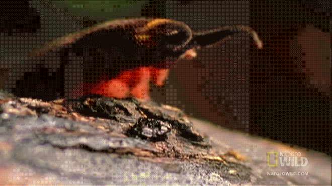 Типичный пьяный парень в туалете. Капец ободку унитаза...