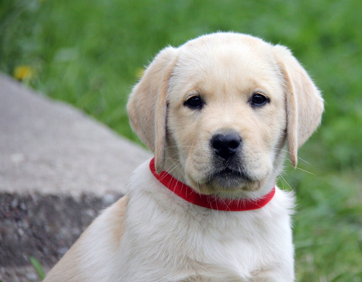  ArhBeauty Gandalf 2 мес