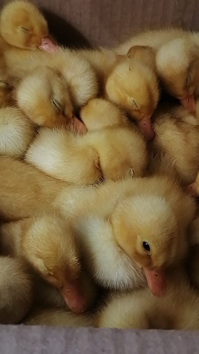 Утята устали