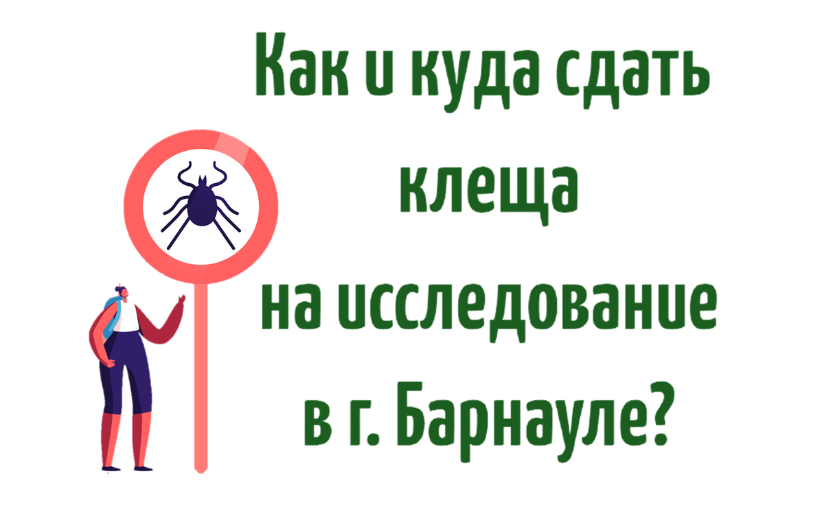 Как и куда сдать клеща на исследование в г. Барнауле? | Снежанка БОРИСОВНА  | Дзен