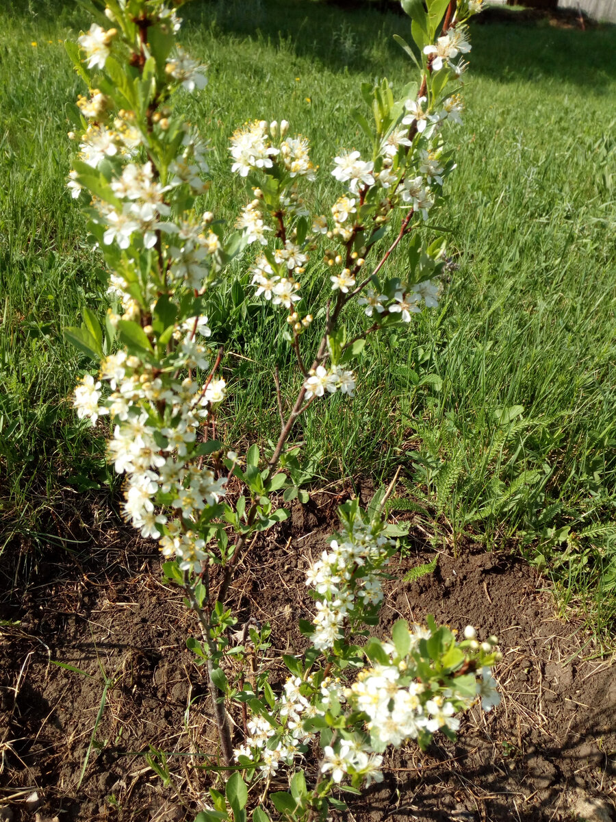 Слива степная.