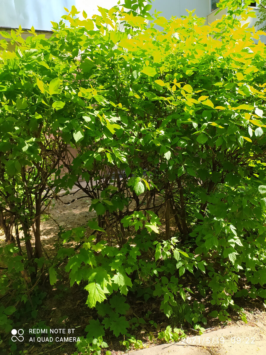 Теперь нужду прохожие справляют тут. Фото автора.