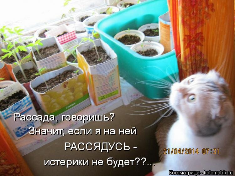 Добавлено из Яндекс.Картинки
