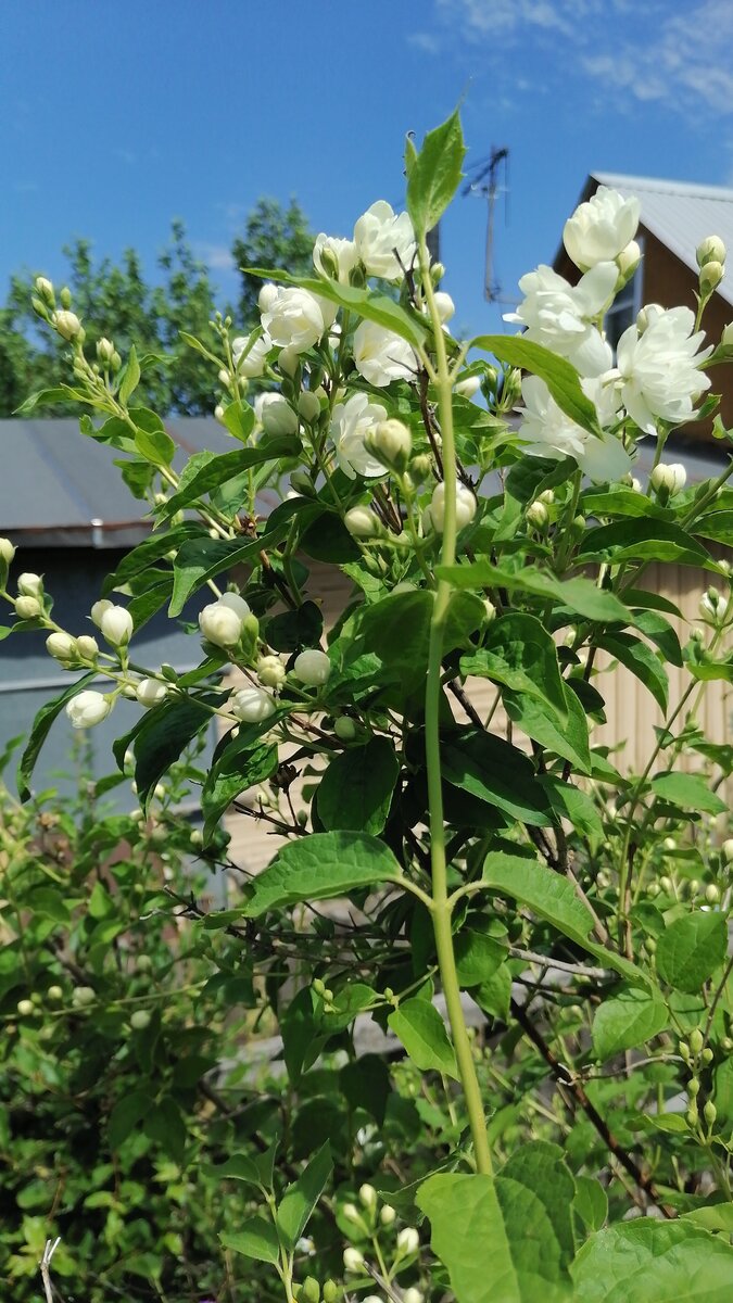Чубушник зацвел