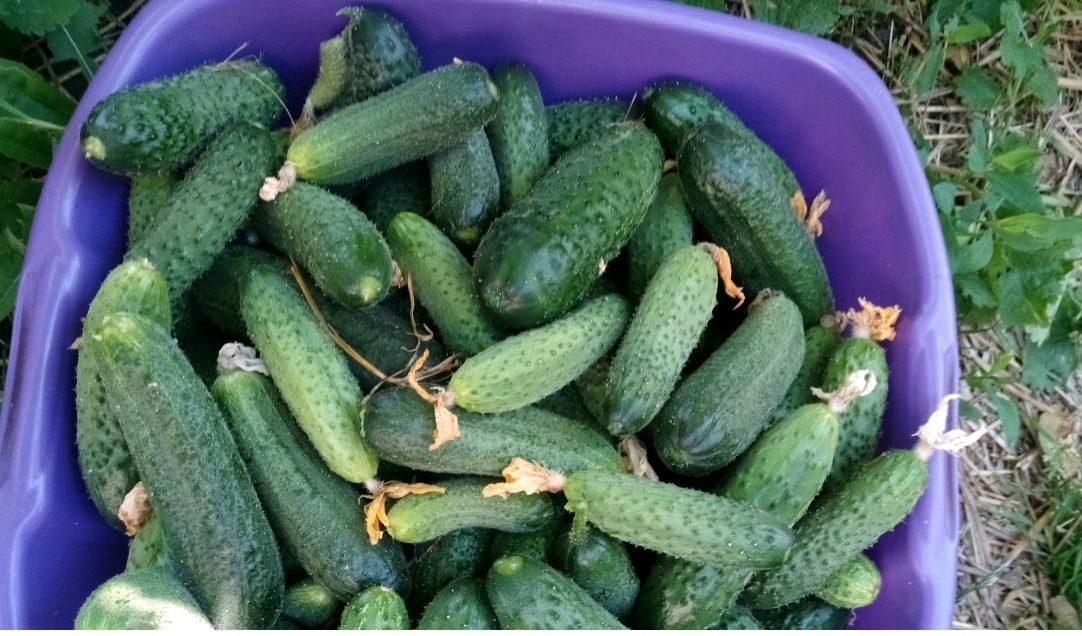 Фото взято из ОИ