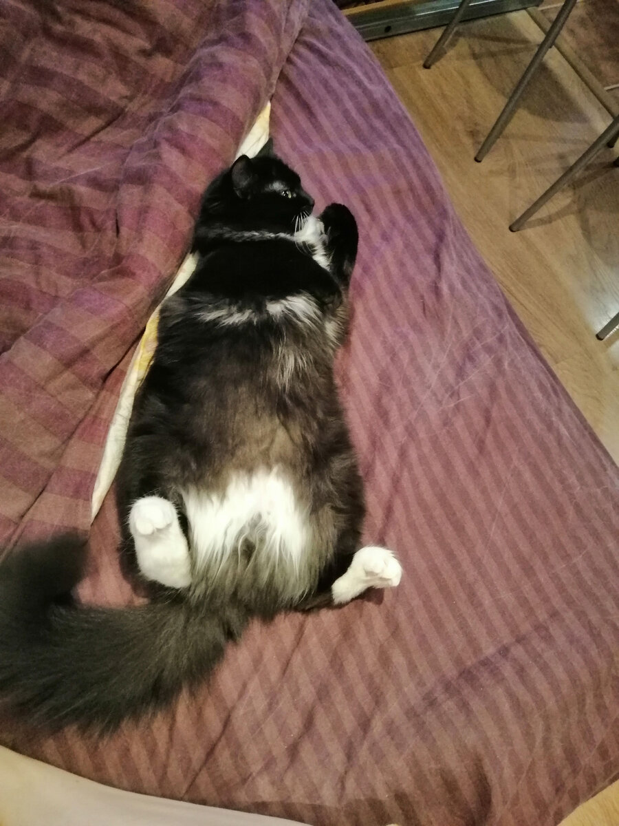 Маленький плюшевый батон