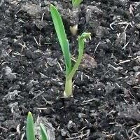 Опытные огородники уже давно не задаются вопросом о том, когда сажать лук весной в открытый грунт — они утверждают, что проводить данное мероприятие стоит как можно раньше. Главное, чтобы почва под посадку была подготовлена с осени — по весне производится только культивация грядок, что позволяет значительно выиграть во времени.