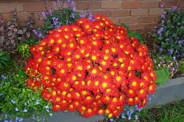 Почему хризантемы не просыпаются весной и как помочь им оживиться