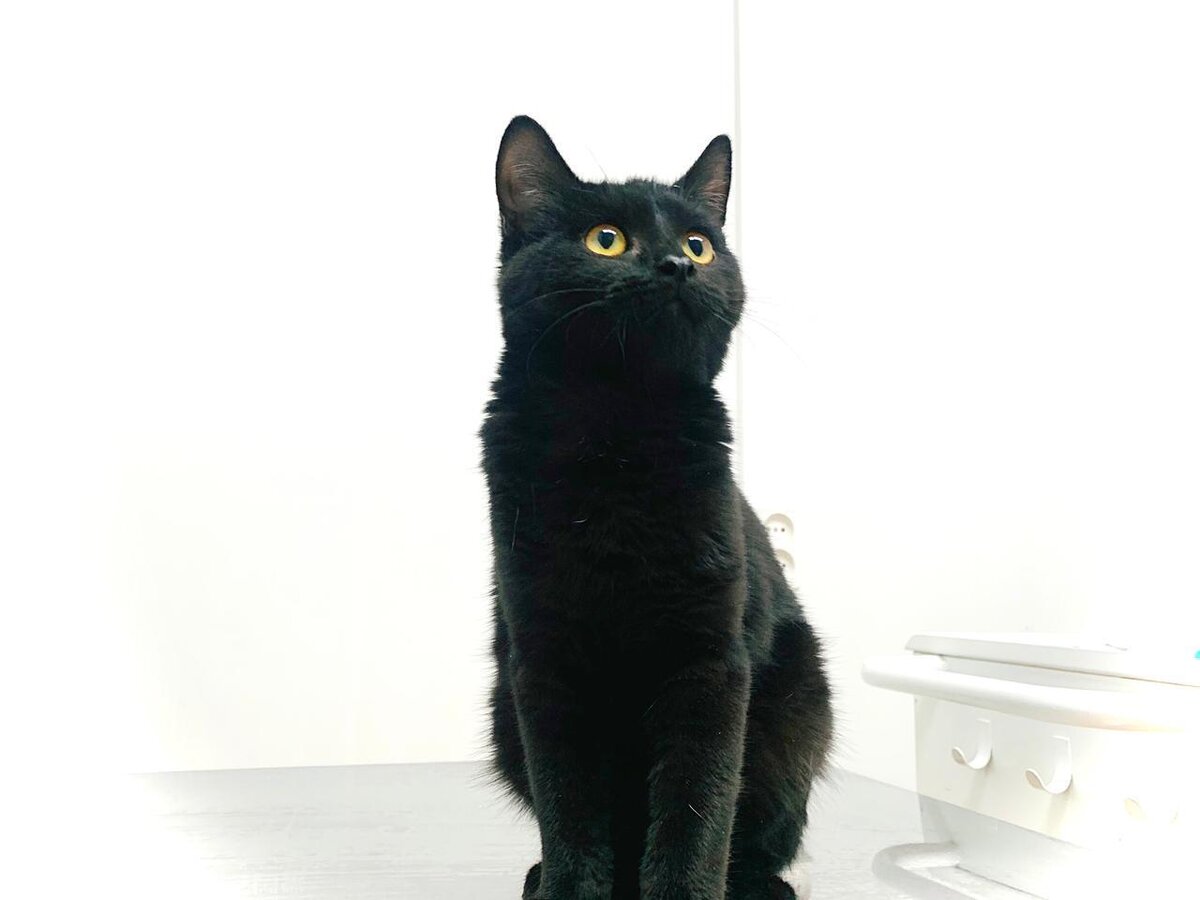 Котенок в приюте для бездомных животных 