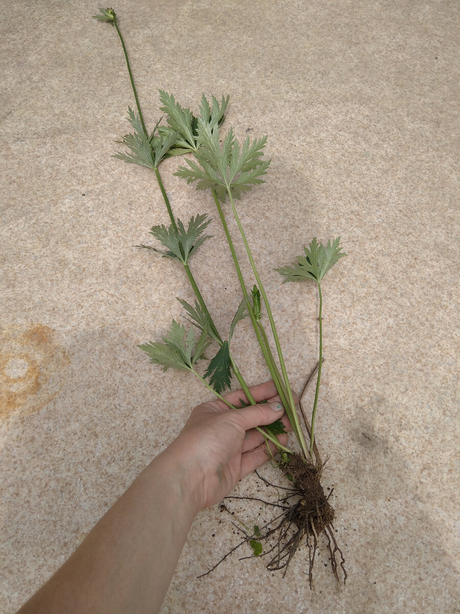 Отцветший экземпляр с семенной коробочкой (кажется, это так называется). 