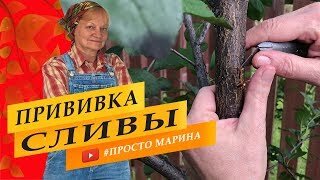 Как привить сливу!