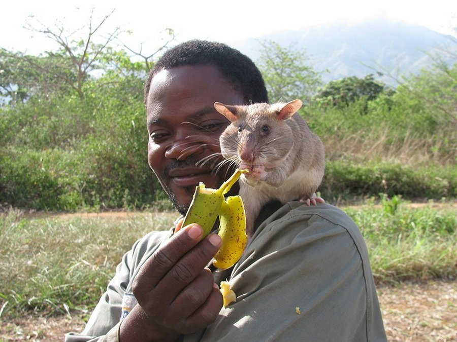 Cricetomys gambianus. Гамбийская сумчатая крыса. Гигантская сумчатая крыса Занзибар. Африканская хомяковая крыса. Гамбийская хомяковая крыса.