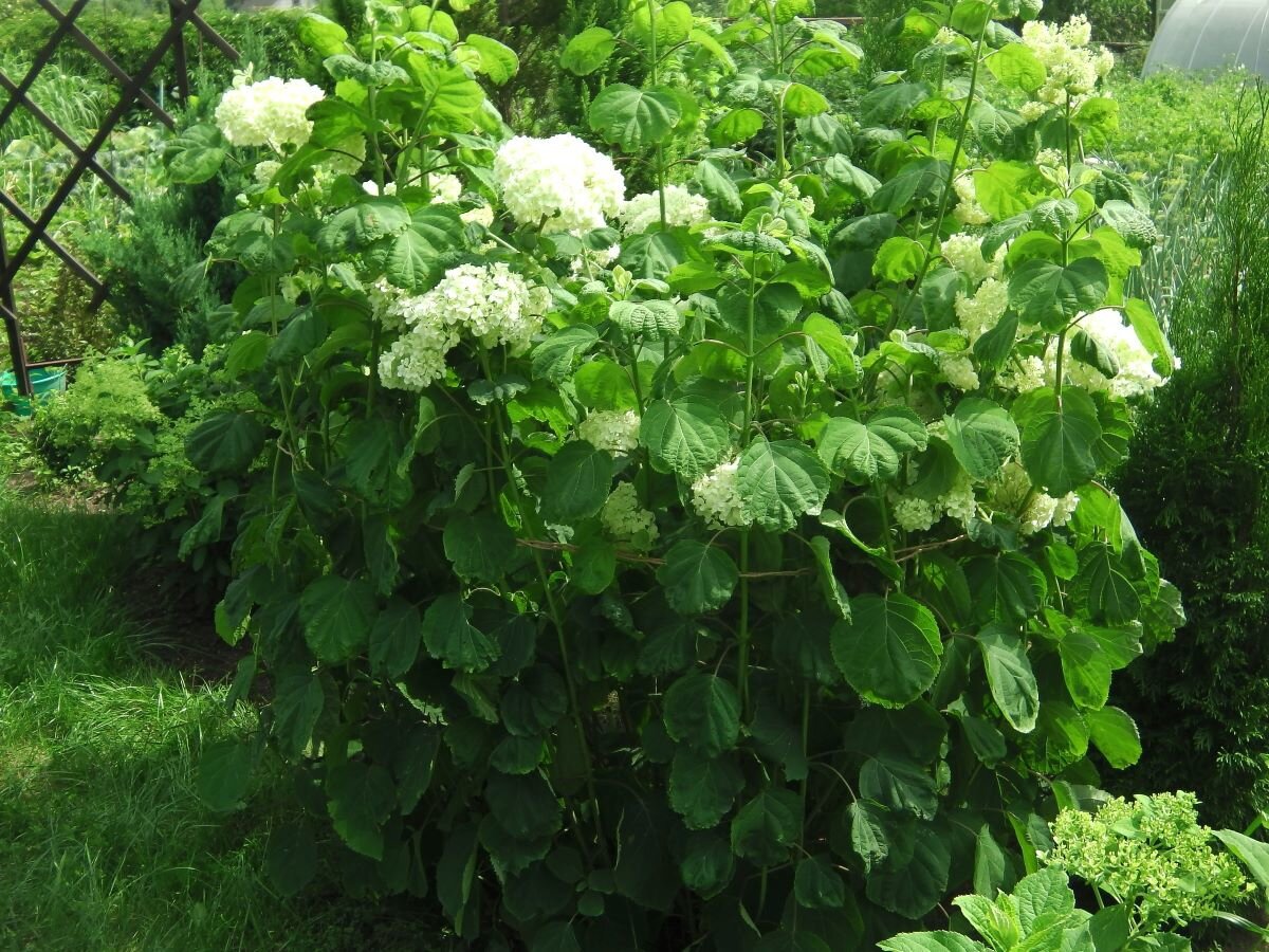 Подвязанный куст гортензии. Фото автора