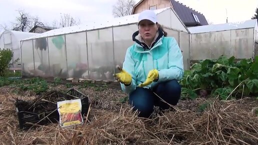 Уже с осени готовим грядки под картофель. Как получить ранний урожай картофеля.