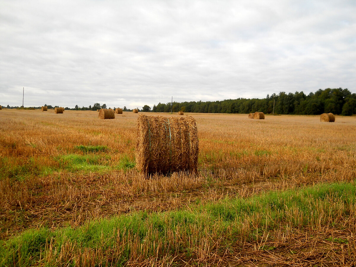 Ничего лишнего