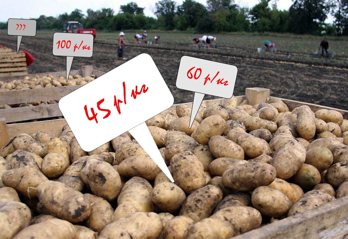 Картофель будет только дорожать!