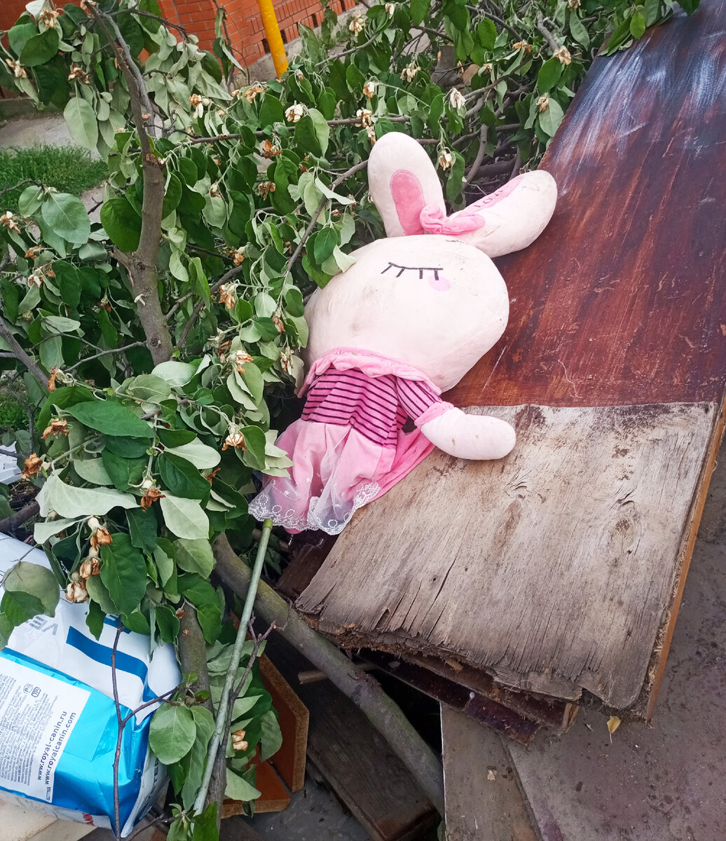 Фото автора. Брошенный зайчик...