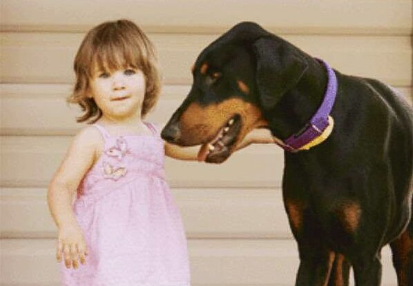 Хан и Шарлотта (Фото: https://quiet-corner.com/khan-doberman-saves-toddler-snake/)