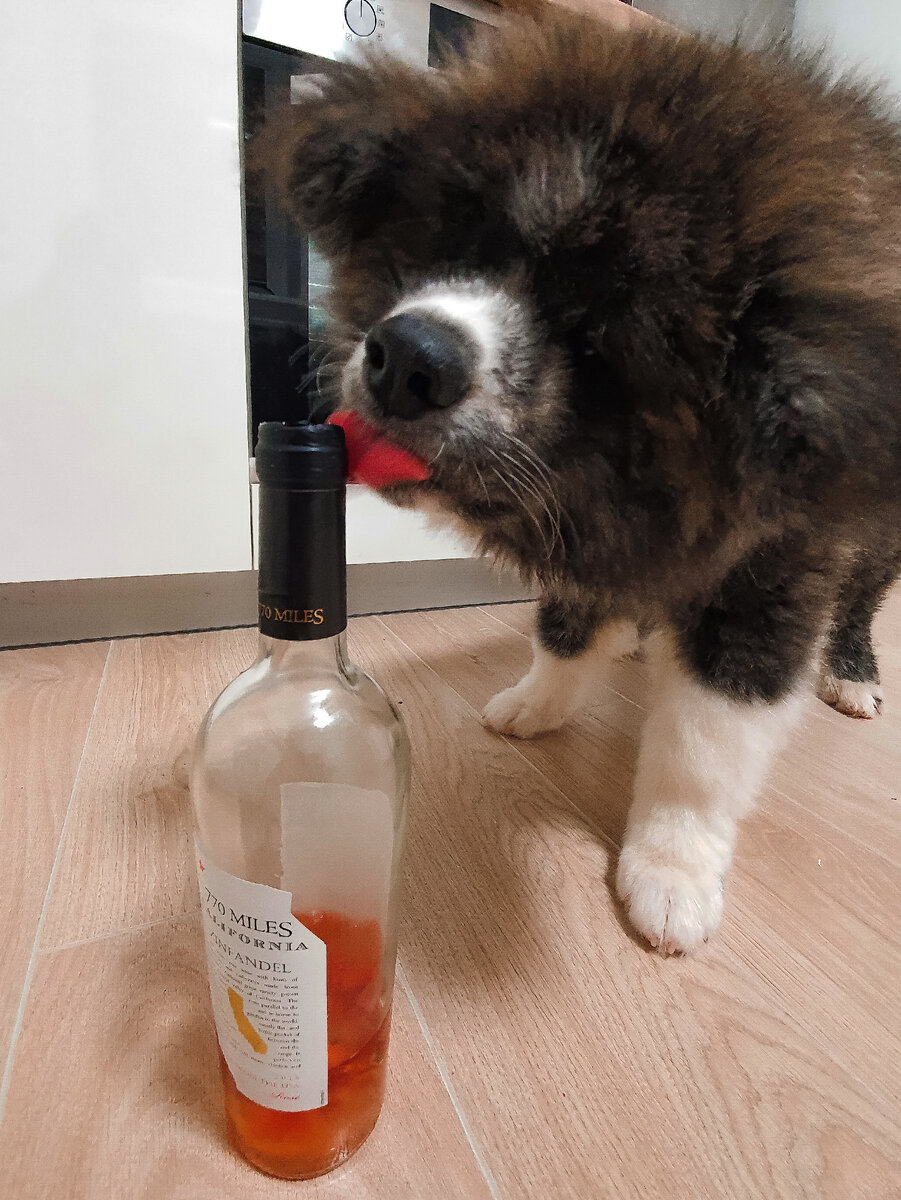 Собака-выпивака