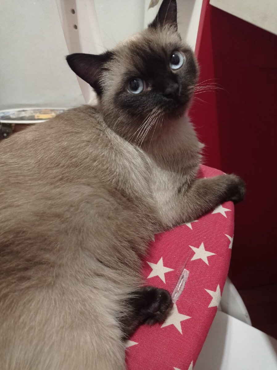 Фото личное ПОхититель печенки