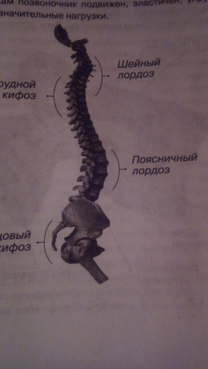 Строение позвоночника