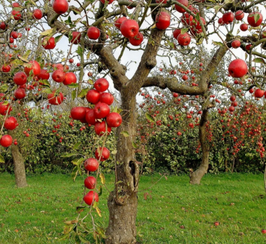 Фото взято в качестве примера к публикации из Яндекс Картинок 
